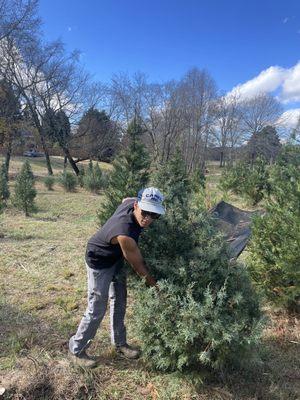 Thompson's Tree Farm