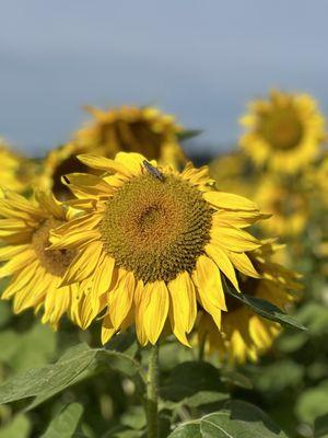 Cricket in the sunflower