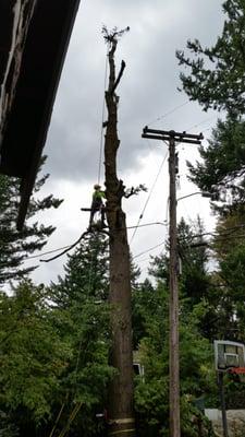 Removal of grand fir - branches off, trunk next