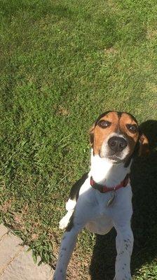 New Albany Floyd County Animal Shelter