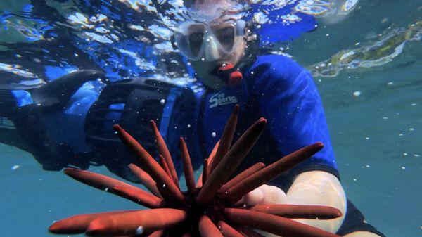 Sea Scooter Snorkeling