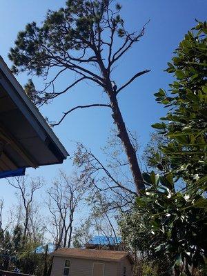 Huge pine tree leaning over a house in Panama City Beach Florida after hurricane Michael hit and we went out to cleanup the mess.