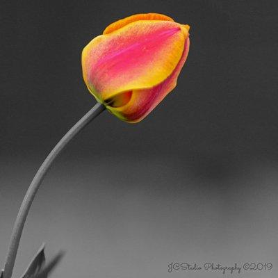 Single Tulip in color against a black and white background.