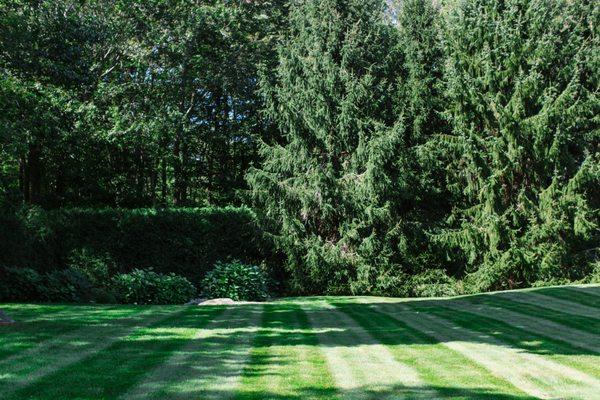 Expert lawn care services for a healthier, greener yard