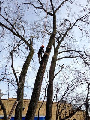 Arturo Vega's Tree Service