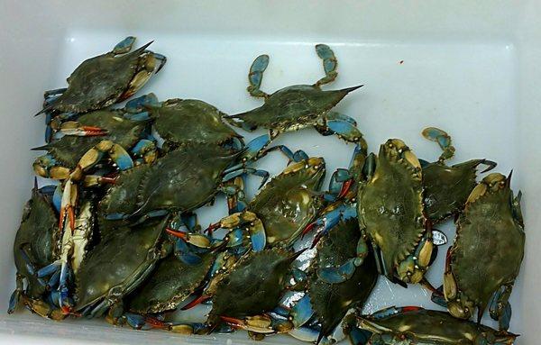 Live blue crab for sale