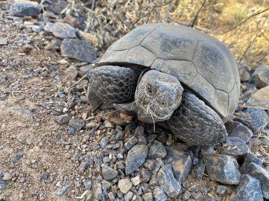 Desert tortoise! 7/31/23