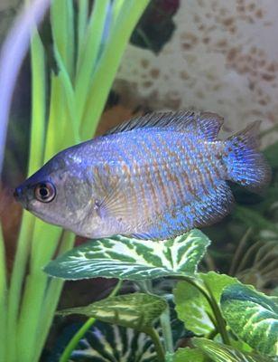 Dwarf Gourami