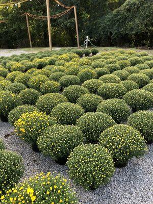 Mums are not blooming yet 10.4.21