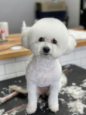 Best Pet groomer in Rosemead, CA