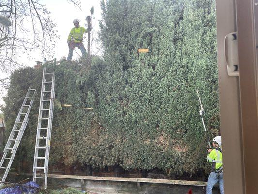 Trimming Italian Cypress, limited access.