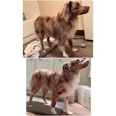 My aussie boy Tucker before and after!