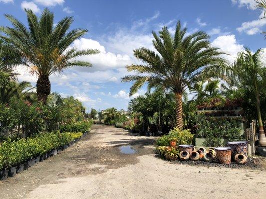 Palm City Nursery & Landscaping