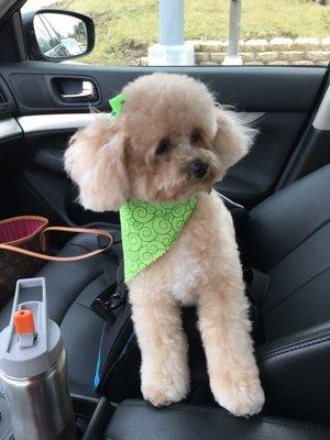 Misha looked great after Paula groomed her at Precious Paws!