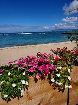 Oceanfront and Waikiki Skyline Views