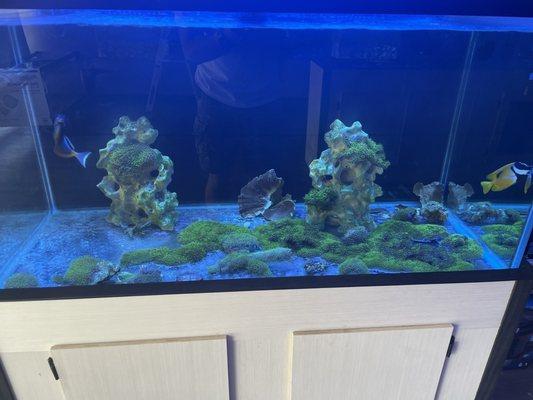 Green Star Polyp Tank