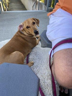 The outside dining area is pup friendly. Water bowl is outside with free refills