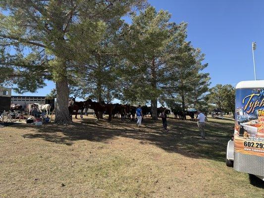 Polo Horses  tacked and ready for the next match.