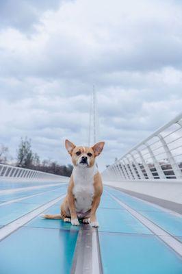 Beautiful bridge