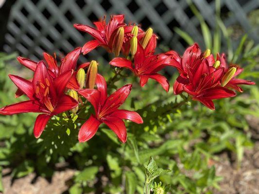 Flowers outside cabin.