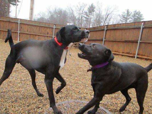 My babies love the staff at Free dog!