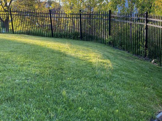 Uneven mowing and missed lines in my back yard was the norm. This is the only spot in my yard that isn't completely burnt out