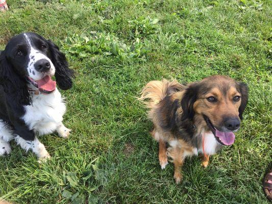 Our pups loved this dog park today