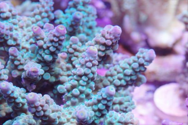 Very nice yellow tip blue polyp SPS