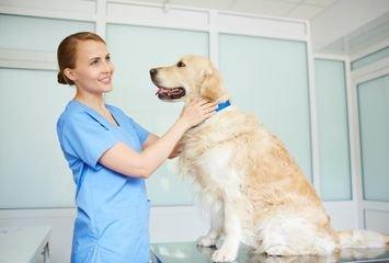 Northgate Animal Hospital