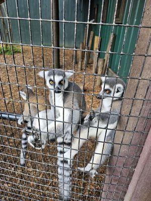 Ringed lemurs