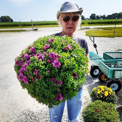 Beautiful 1 gallon Garden Mum's $4.89 each or 3 for $13.00