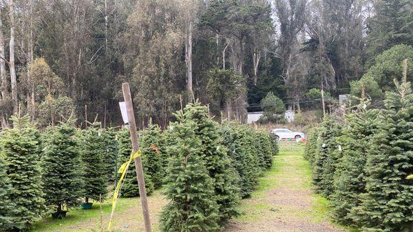 4-C's Christmas Tree Farm