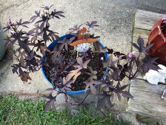 Sweet potato vine