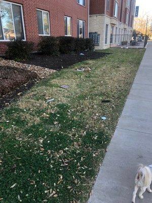 Front of the property, littered with garbage from the overflowing dumpster