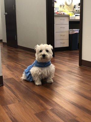 Meet Dr. Martin's rescue westie Lucy!