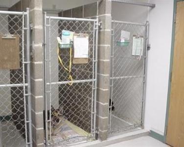 Our Kennel room is equipped with small cages as well as 4 large runs for our big kids.