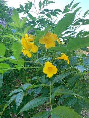 yellow elder  bush