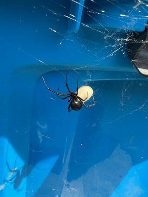 Black widow spider in my unit. Units are infested with bugs.