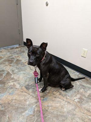 A pregger Daisy and her first vet appointment