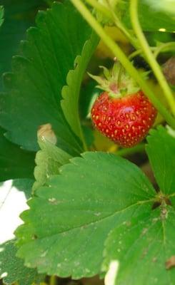 Organic strawberries are available at the farm stand in June.