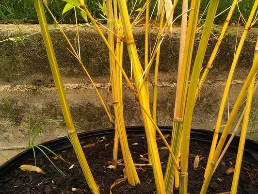 Our Alphonse Karr's for sale - yellow canes with green vertical stripes.