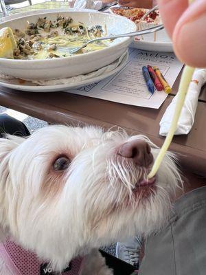 My dog enjoying the pasta.