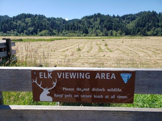 Lots of elk behind the trees