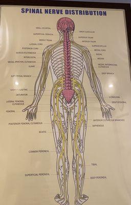 Spinal nerves