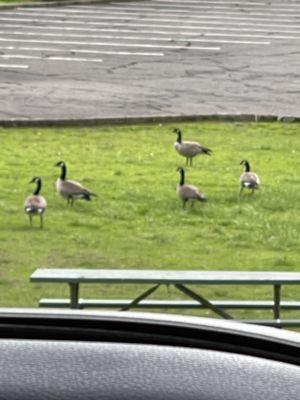 Canadian Geese