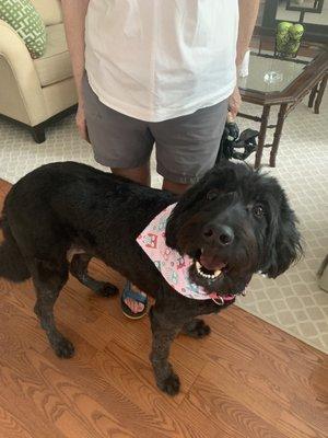 Harper had a fabulous time. The owner and groomer is a gem! Highly recommend!