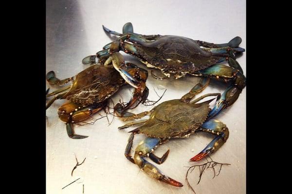 Local blue claw crabs