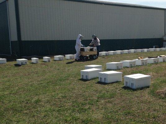 5-Frame Nucs being inspected before sale.