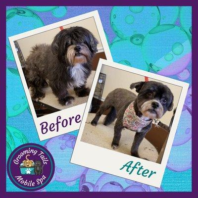 Shih-tzu before and after Full Service Groom plus De-Shed Package,
 
 Grooming Tails Mobile Spa
 Book Your Appointment!!!
 1-928-456-7387