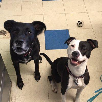 Doggies jump for joy being at Lil Nells Pet Salon and Doggie Daycare